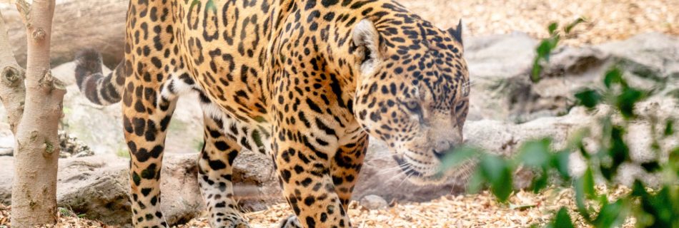 jaguar buscando una presa