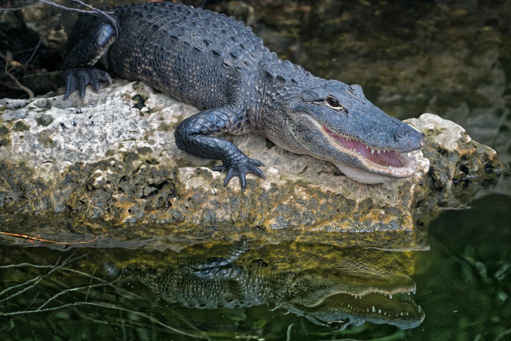 caiman de anteojos