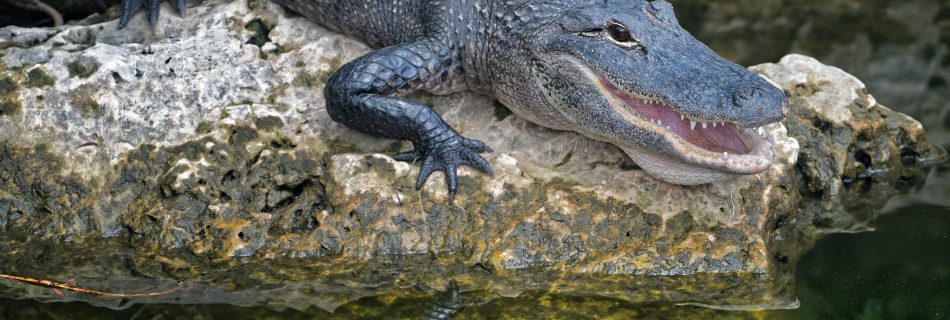 caiman de anteojos