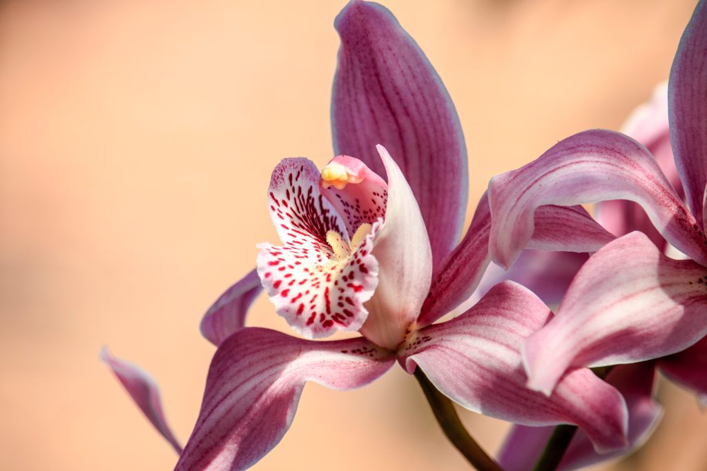 Orquidea rosa