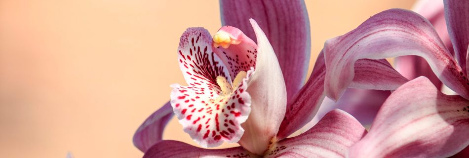 Orquidea rosa