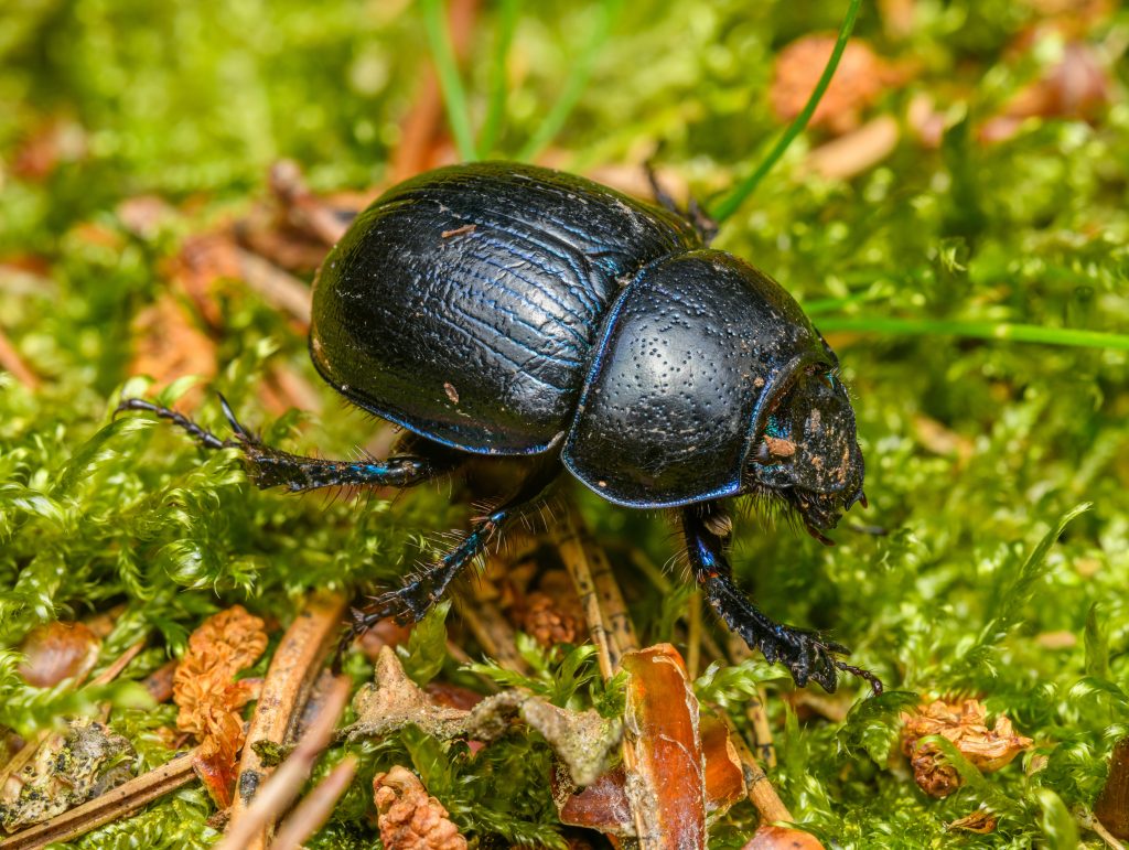 escarabajo negro