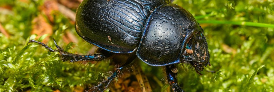 escarabajo negro