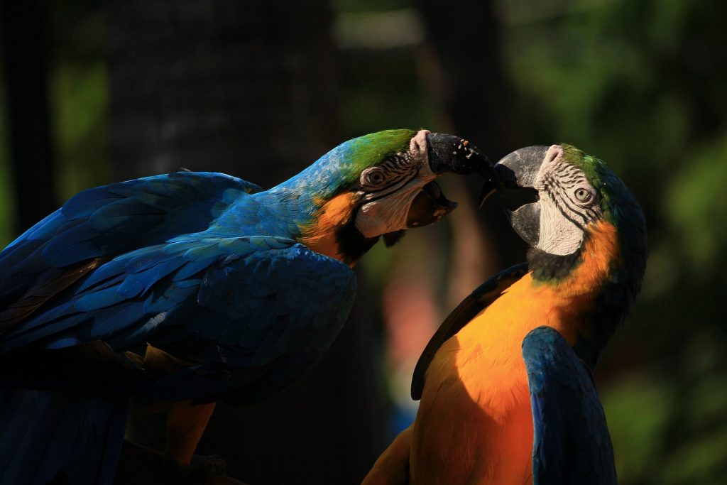 pareja de guacamayos azules