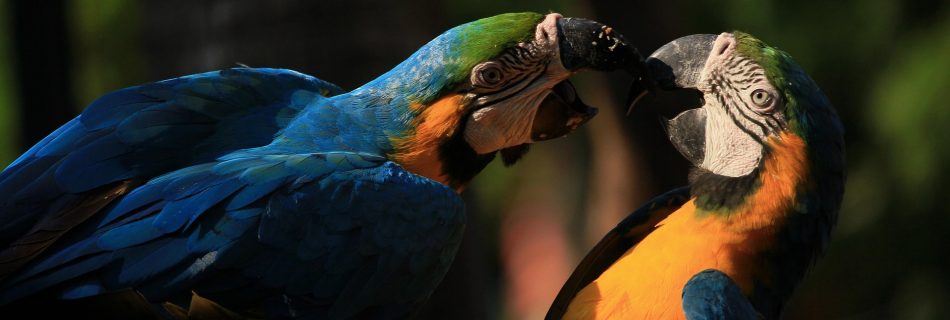 pareja de guacamayos azules
