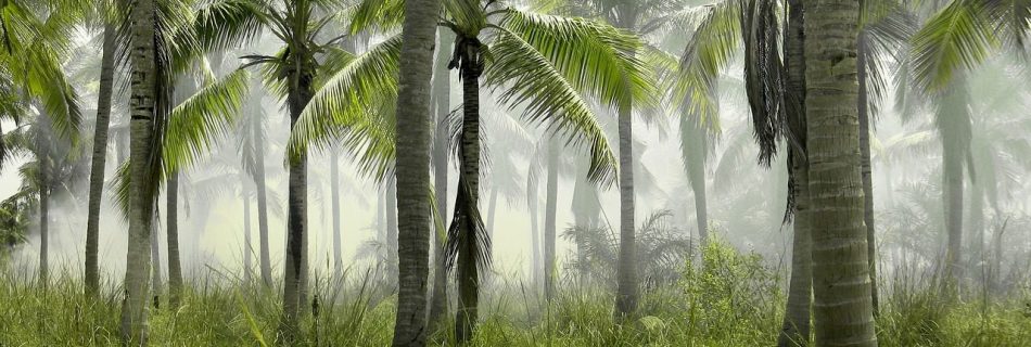 selva espesa llena de palmeras