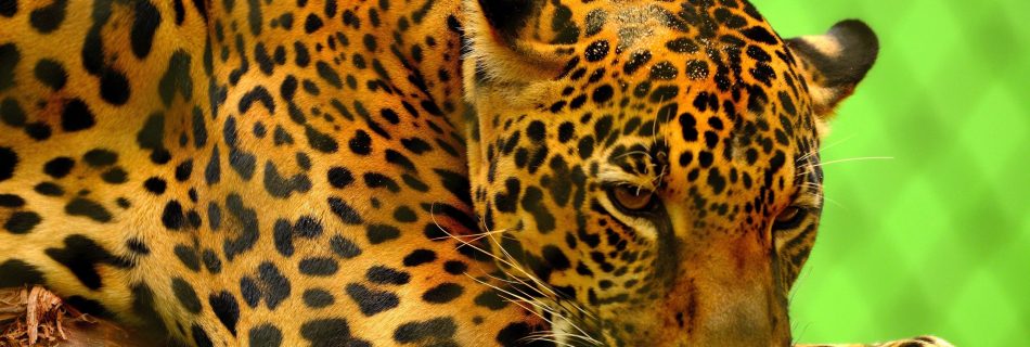 jaguar descansando