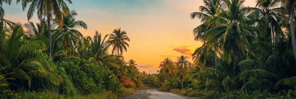 camino rodeado de palmeras