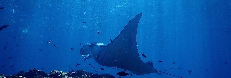 manta raya