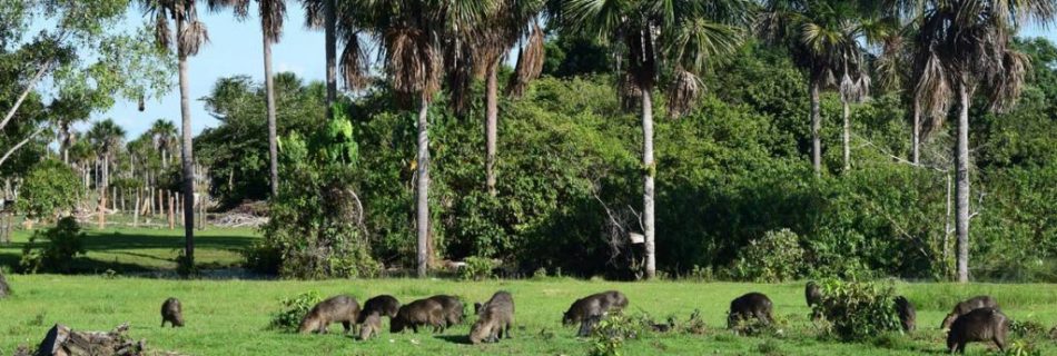 Palma de Moriche Arauca