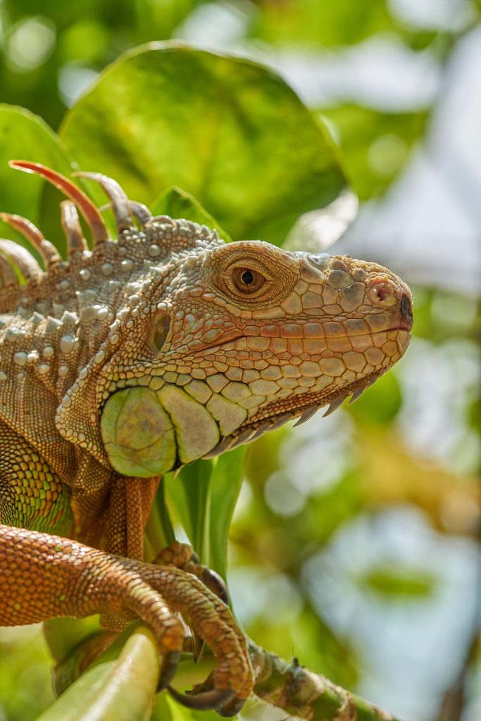 iguana verde