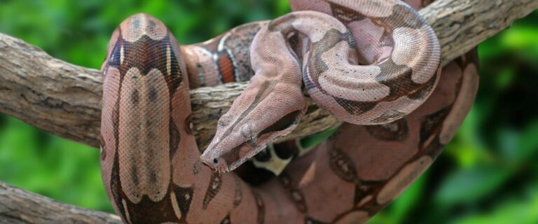 Boa constrictor imperator