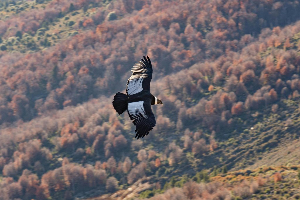 Observa las aves de Norte de Santander, Cóndor de los Andes