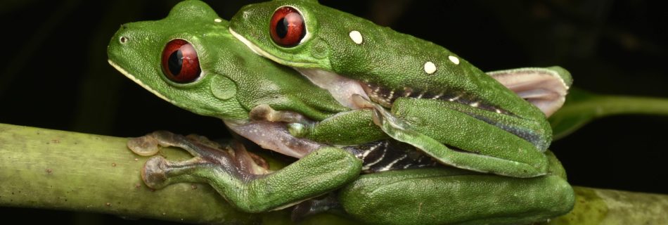 pareja de ranas